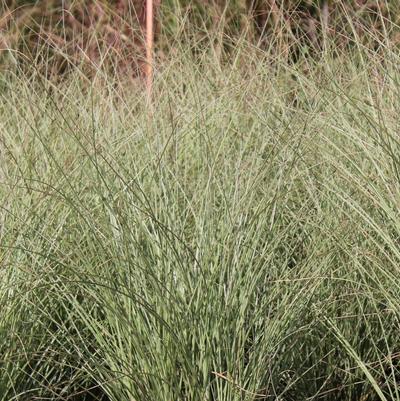 Miscanthus sinensis Morning Light