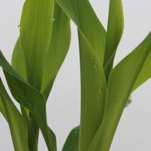 Corn Mirai