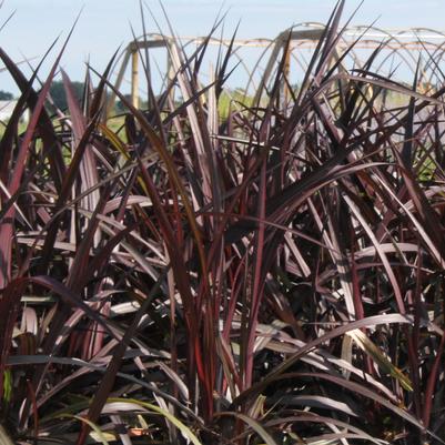 Pennisetum First Knight