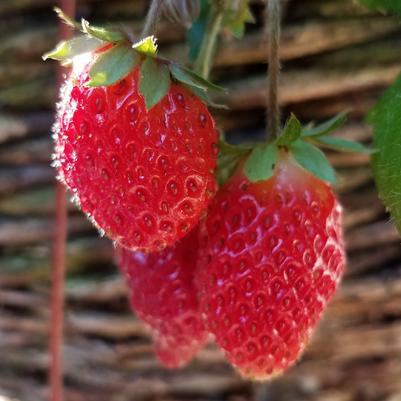 Strawberry Ozark Beauty