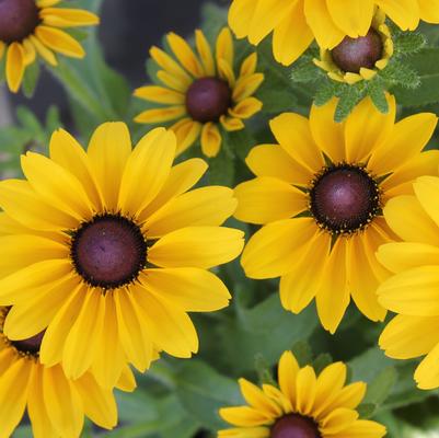 Rudbeckia Toto Lemon