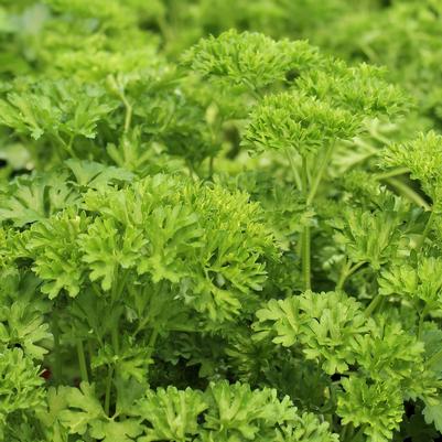 Parsley, Curley 