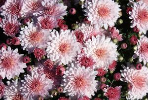 Chrysanthemum Milano Pink