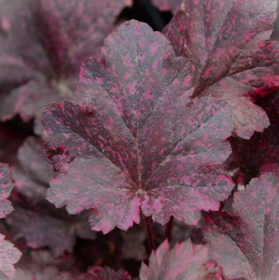 Heuchera Midnight Rose