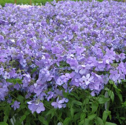 Phlox divaricata Blue Moon