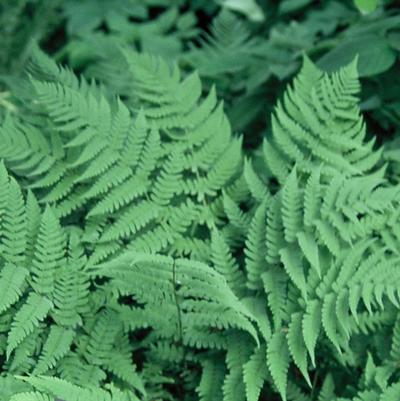 Dryopteris marginalis 