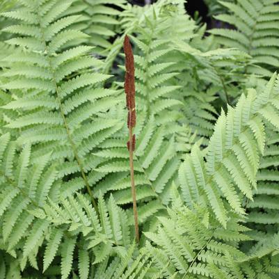 Osmunda cinnamomea 