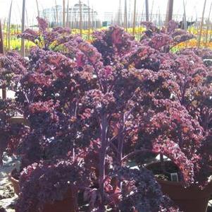 Redbor Kale 