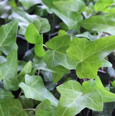 Hedera helix Thorndale