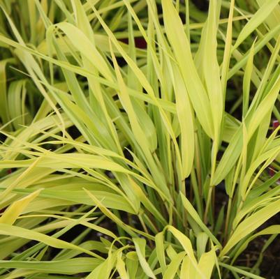 Hakonechloa macra All Gold