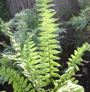 Polystichum acrostichoides 