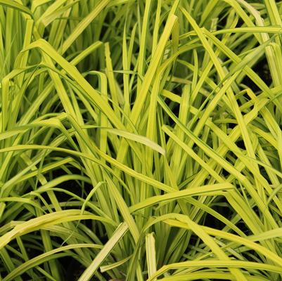 Carex elata Bowles Golden