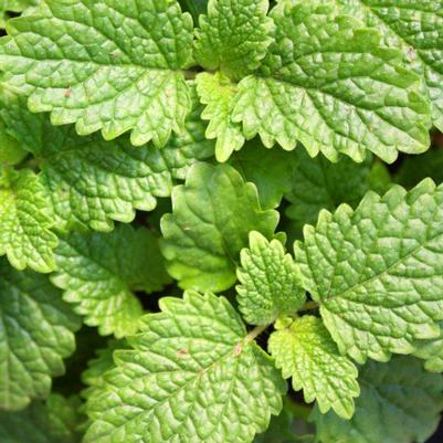 Lemon Balm 