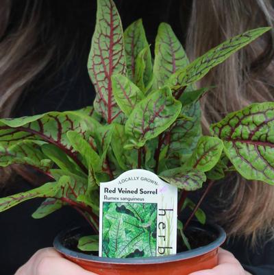 Sorrel Red Veined