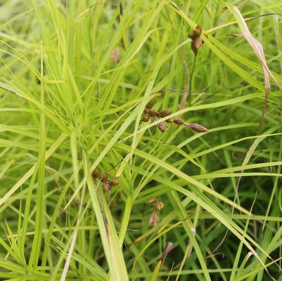 Carex muskingumensis 