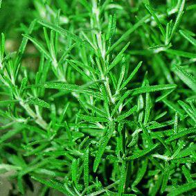 Rosemary, Common 