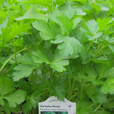 Parsley, Italian 