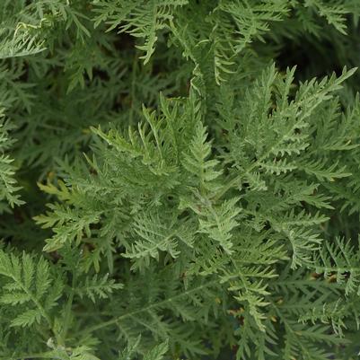 Artemisia gmelinii Arcadia (Wormwood)