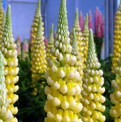 Lupinus polyphyllus Westcountry™ Desert Sun