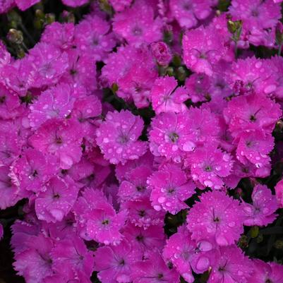 Dianthus Paint the Town Fuchsia (Pinks)