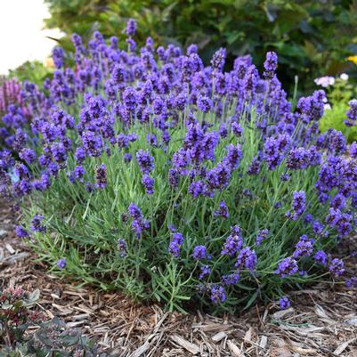 Lavandula angustifolia Sweet Romance (English Lavender)