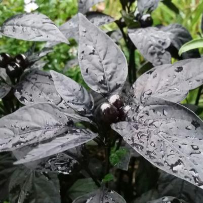 Ornamental Pepper Black Pearl