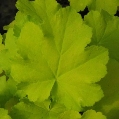 Heuchera Citronelle