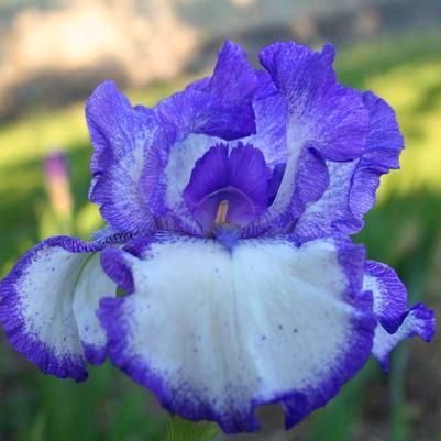 Iris germanica Hemstitched