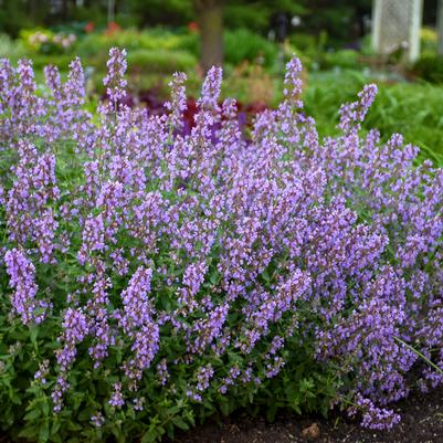 Nepeta faassenii Cat's Meow (Catmint)