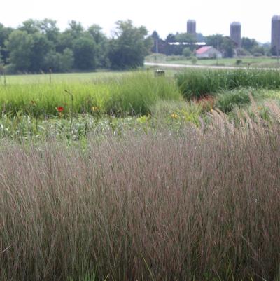 Schizachyrium scoparium Carousel