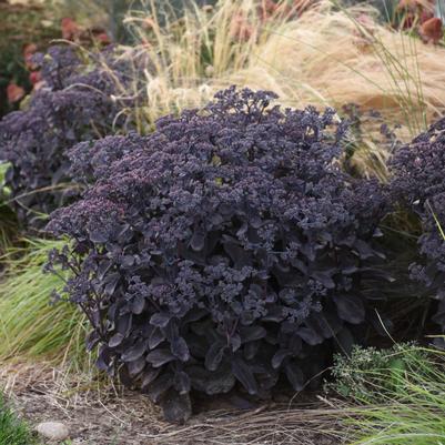 Sedum Rock 'n Grow Back in Black