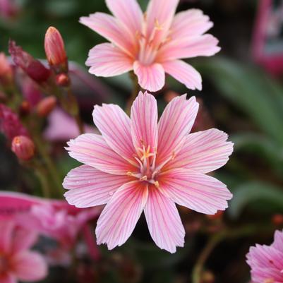 Lewisia longipetala cotydelon Little Plum