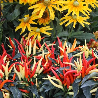 Ornamental Pepper Medusa