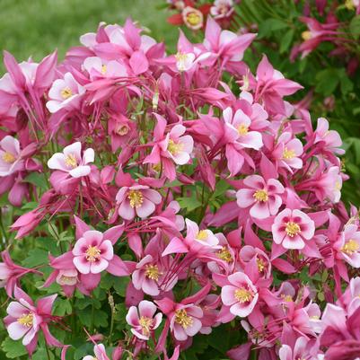Aquilegia caerulea Rose & Pink (Columbine)