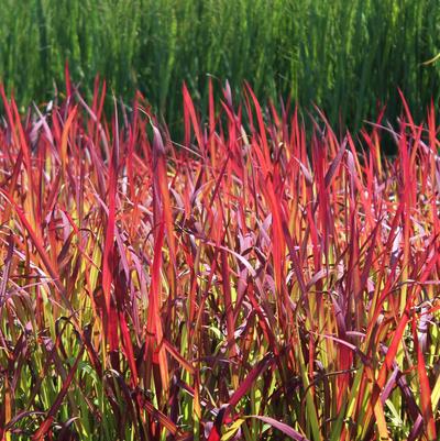 Imperata koenigii Red Baron