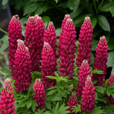 Lupinus Gallery Red