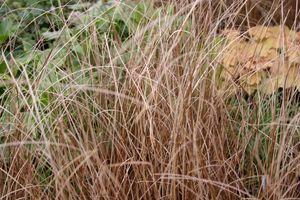 Carex buchananii 