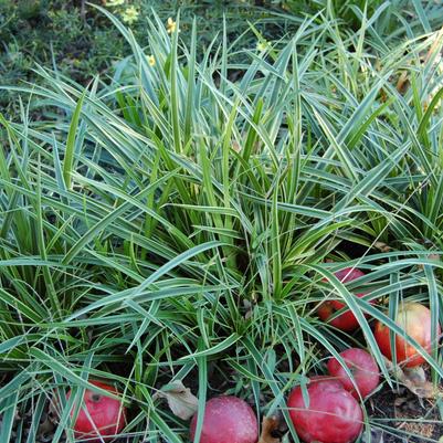 Carex morrowii Ice Dance