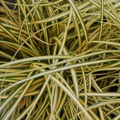 Carex oshimensis Evergold