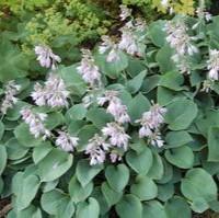 Hosta Blue Cadet