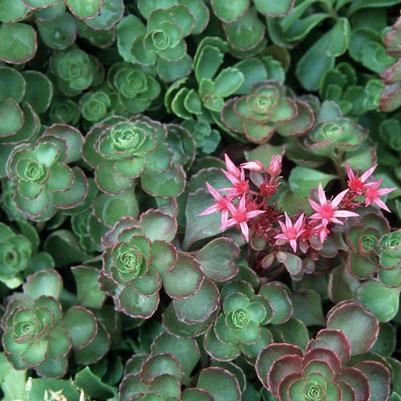 Sedum spurium Fuldaglut