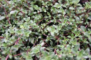 Thymus praecox Coccineus