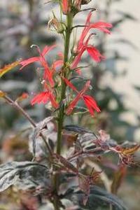 Lobelia cardinalis 'New Moon Maroon' - Cardinal Flower from Hoffie Nursery