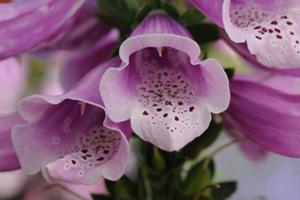 Digitalis purpurea 'Dalmatian Rose' - Foxglove from Hoffie Nursery