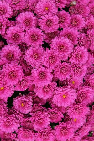 Chrysanthemum Danielle Purple