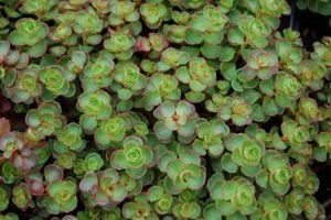 Geranium macrorrhizum 'Bevan's Variety'