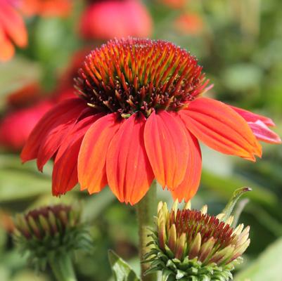 Echinacea Sombrero Poco™ Hot Coral