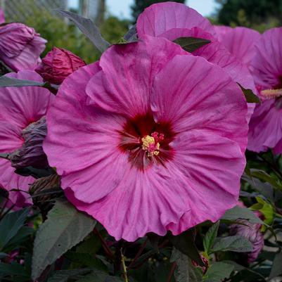 Hibiscus Summerific Berry Awesome