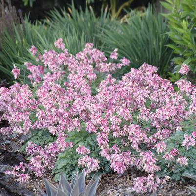 Dicentra Pink Diamonds