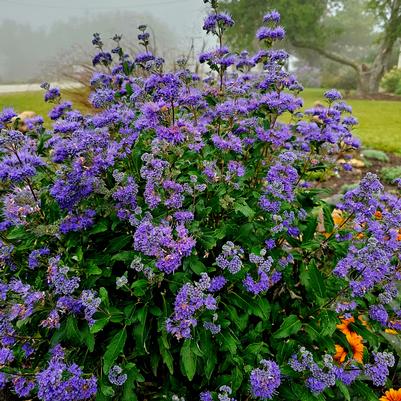 Caryopteris clandonensis Inoveris Grand Bleu®